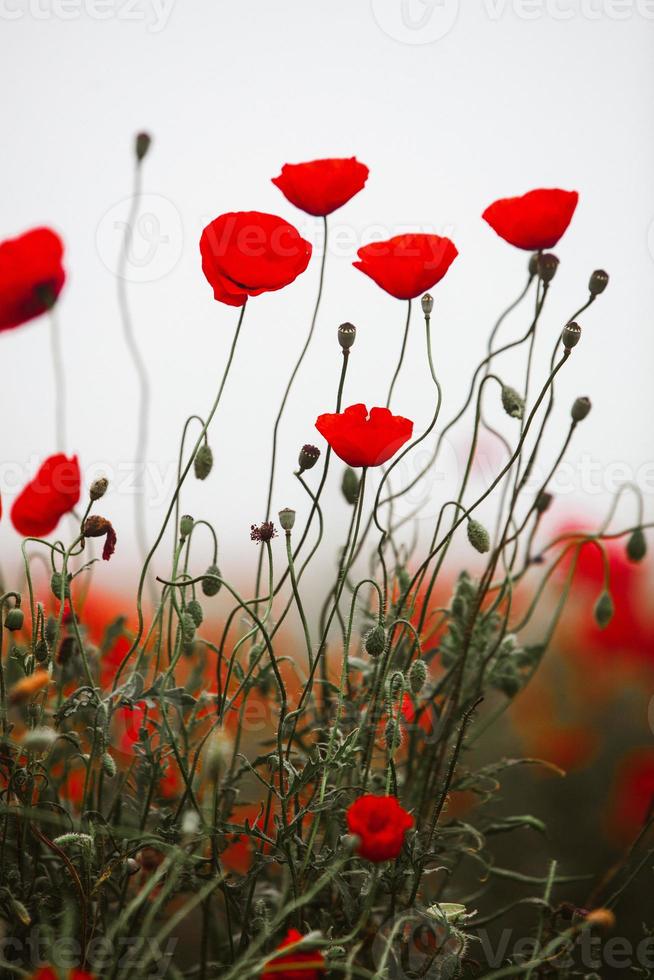 prachtig veld van rode papavers in het licht van de zonsondergang. close-up van rode papaver bloemen in een veld. rode bloemen achtergrond. prachtige natuur. landschap. romantische rode bloemen. foto