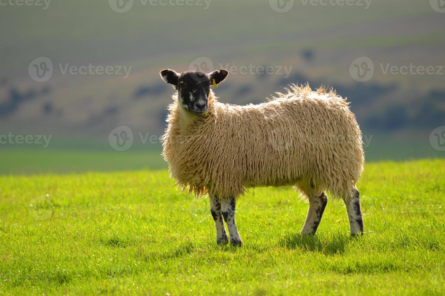 schapen op de southdowns foto