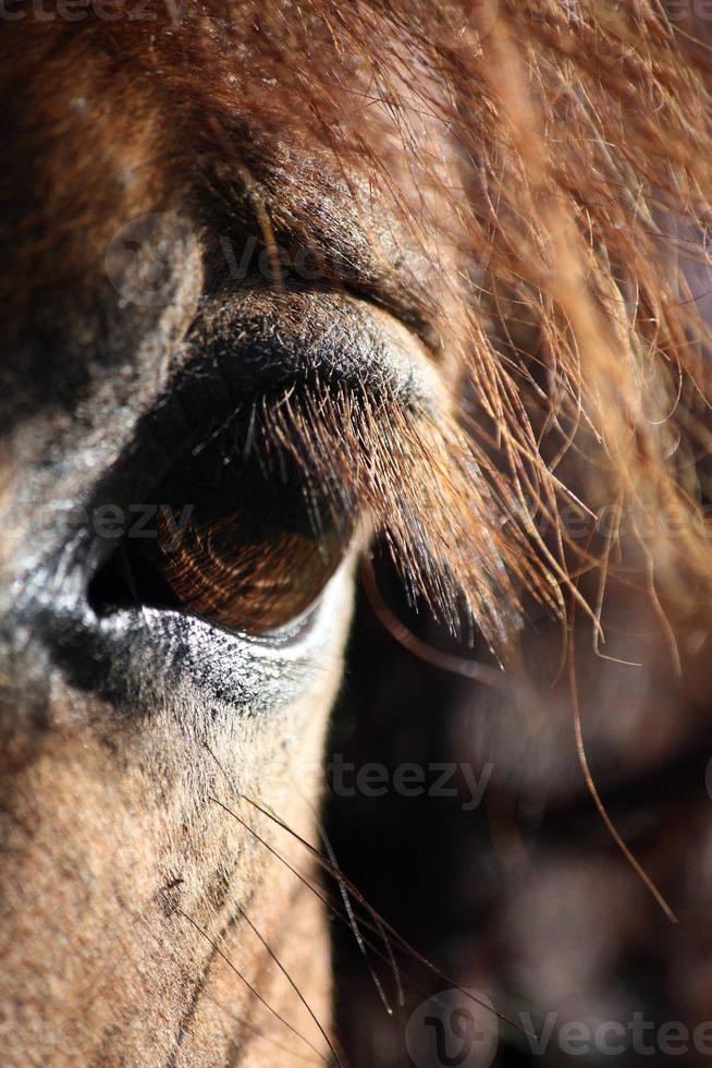 bruin paard oog en manen close-up foto