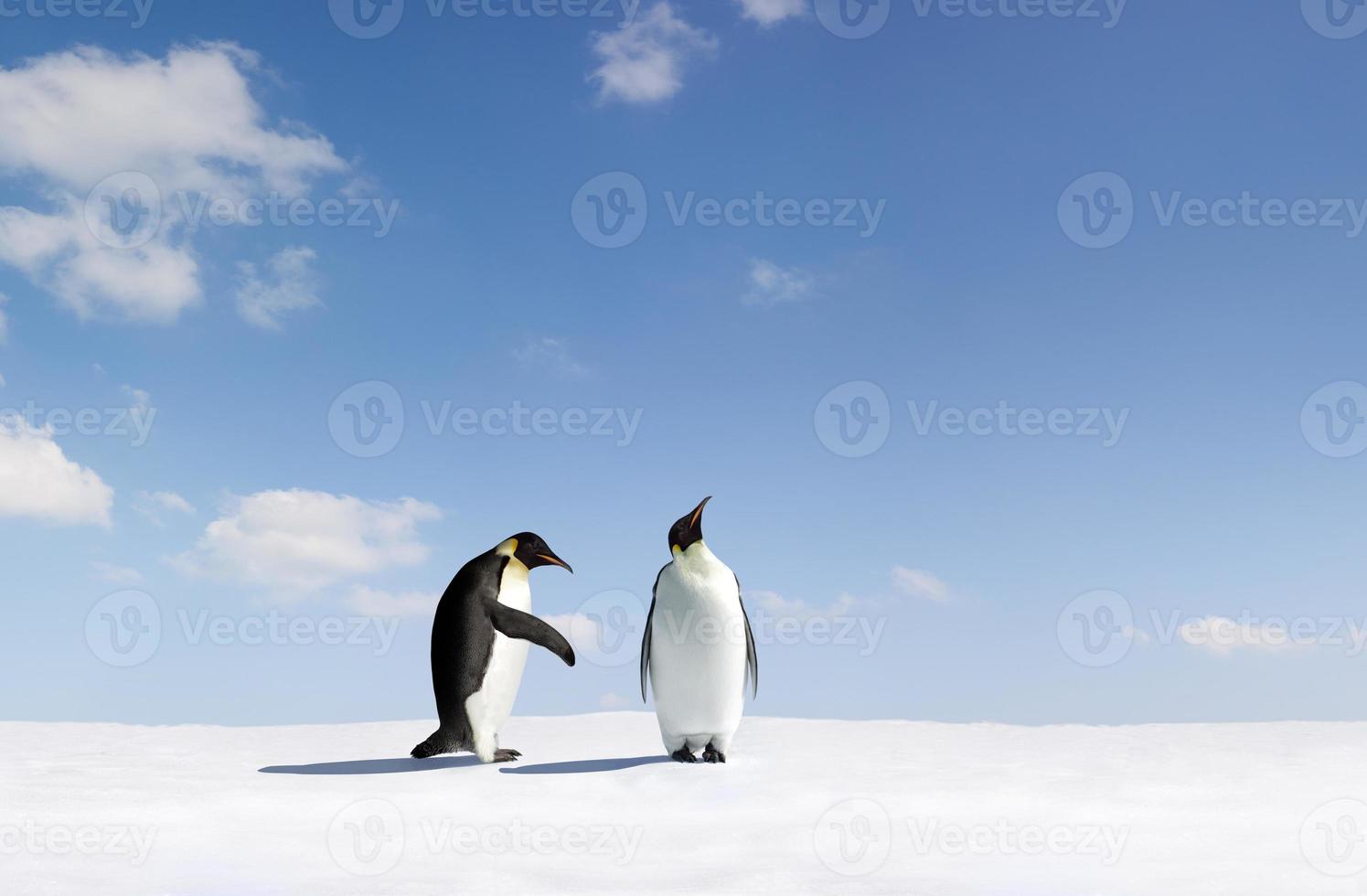 de ene pinguïn verwerpt het gebaar van een andere pinguïn foto