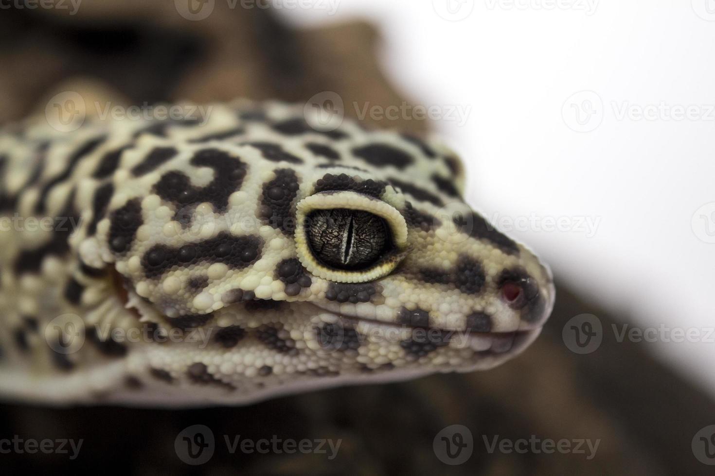 luipaard Gecko foto