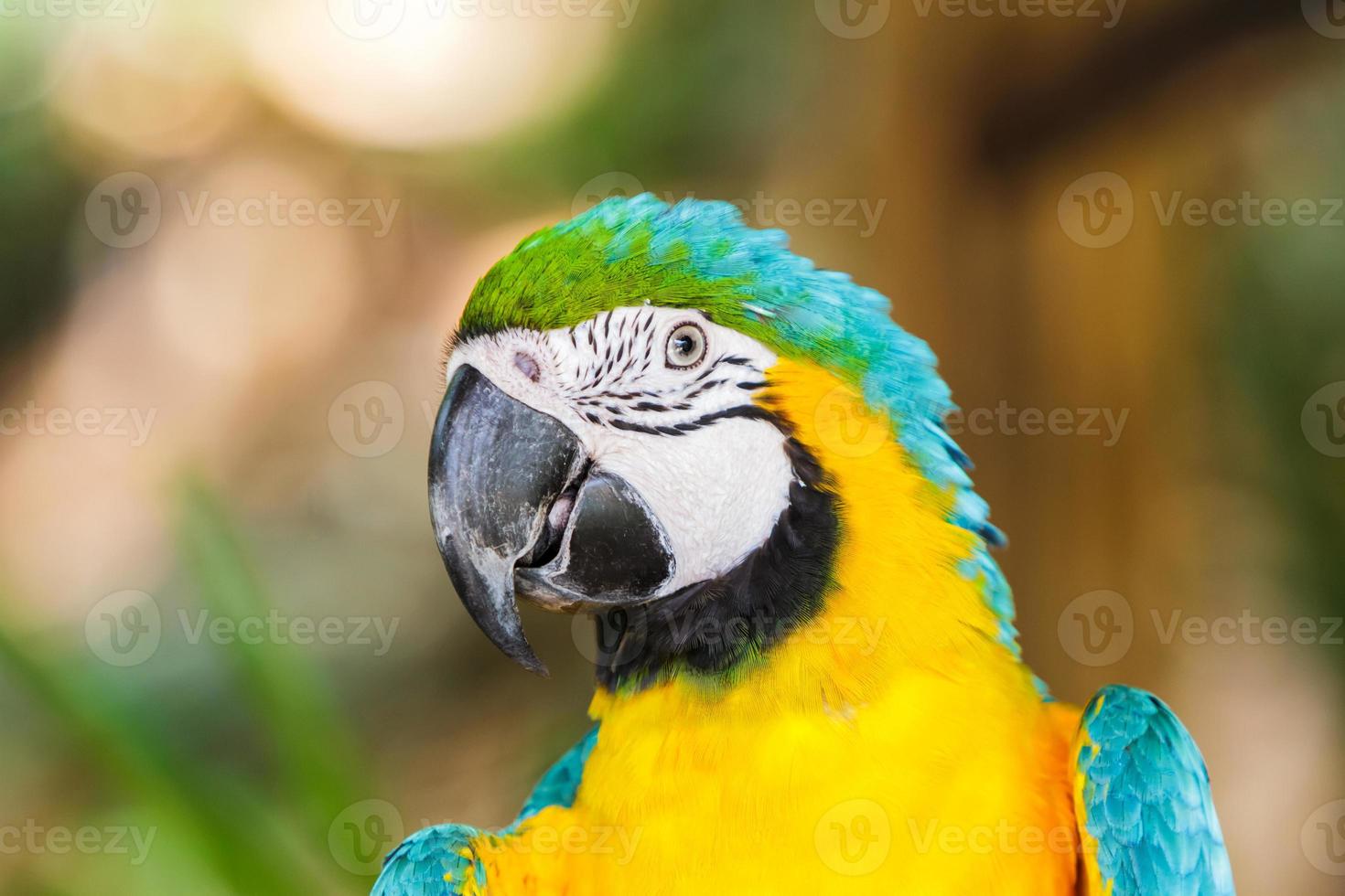 papegaai Ara. foto