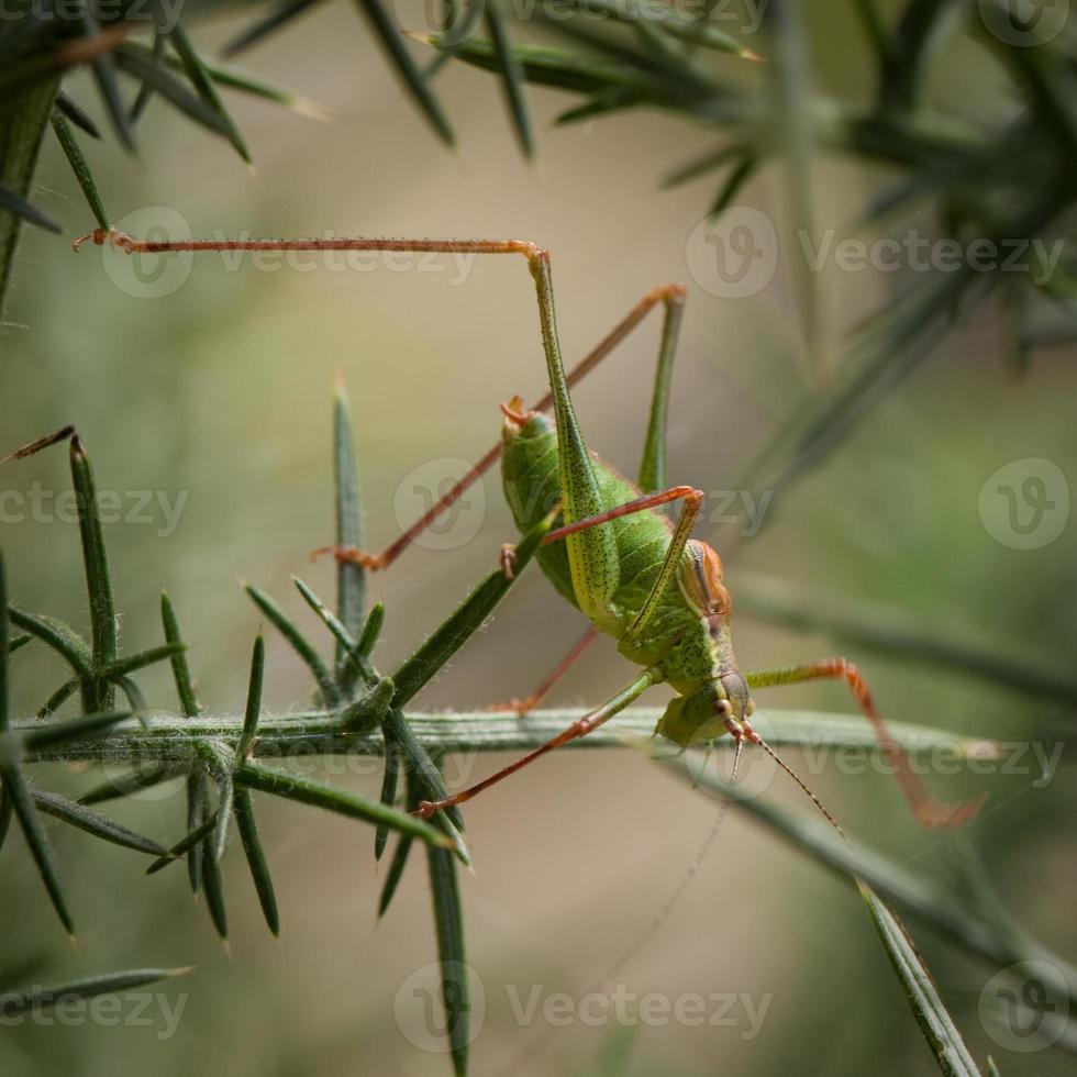 gespikkelde bush cricket. foto