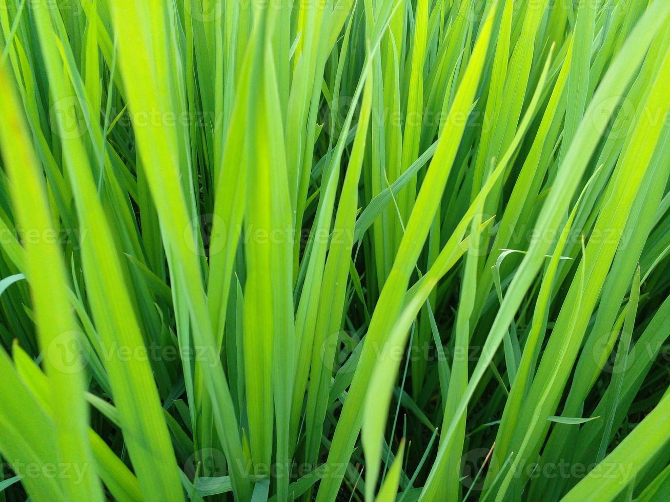 natuurlijke fotografie afbeelding foto