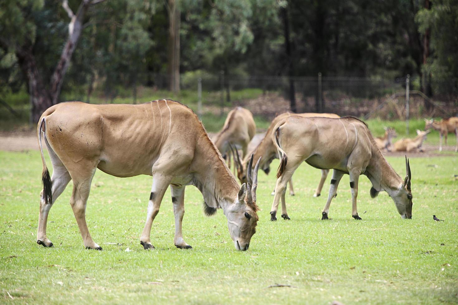 dubbo, australië, 2017 - eland van taronga western vlaktes dierentuin in dubbo. deze stadsdierentuin werd geopend in 1977 en heeft nu meer dan 97 soorten. foto