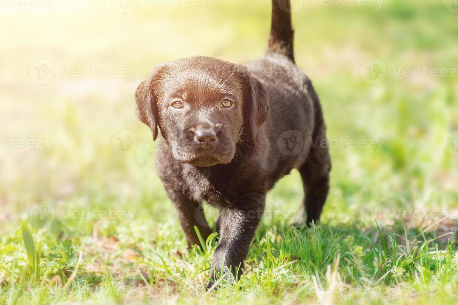 labrador retriever-puppy. kleine hond op het groene gras. foto
