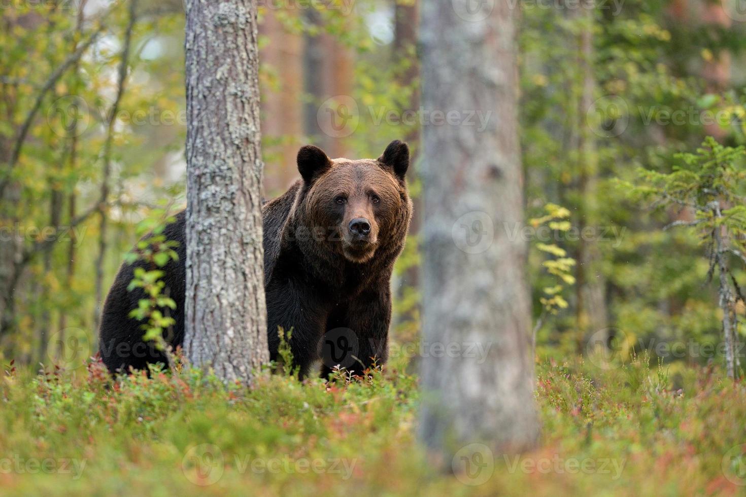 bruine beer in het bos foto