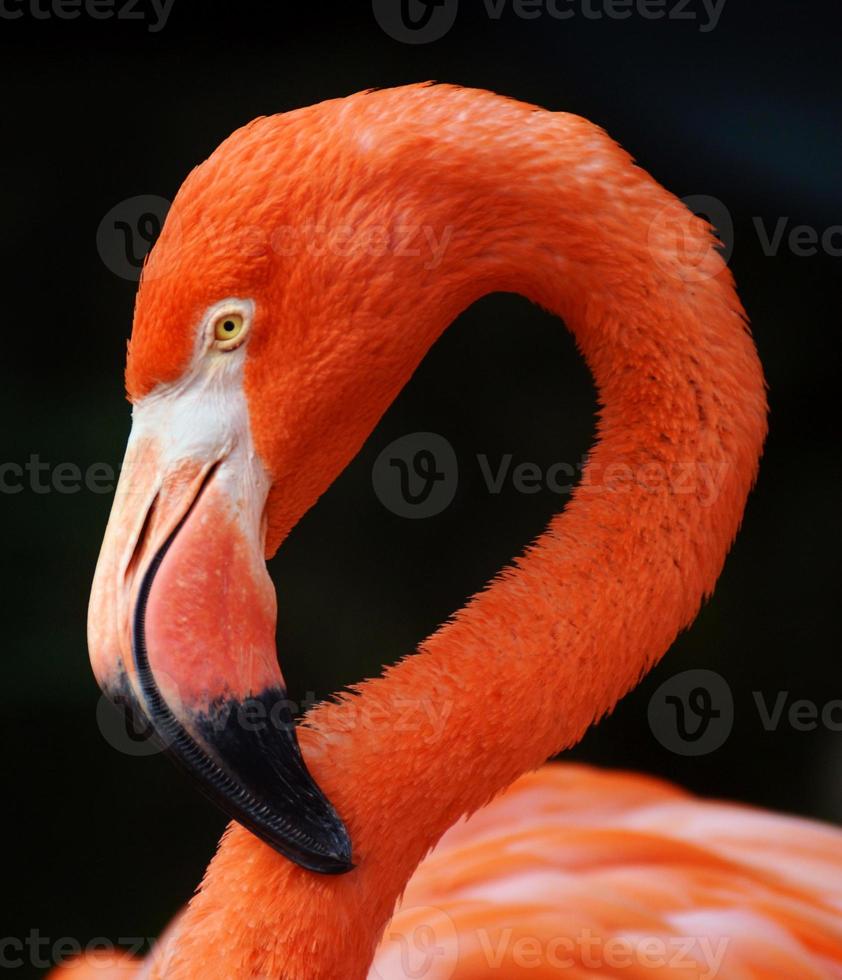 flamingo op zwarte achtergrond foto