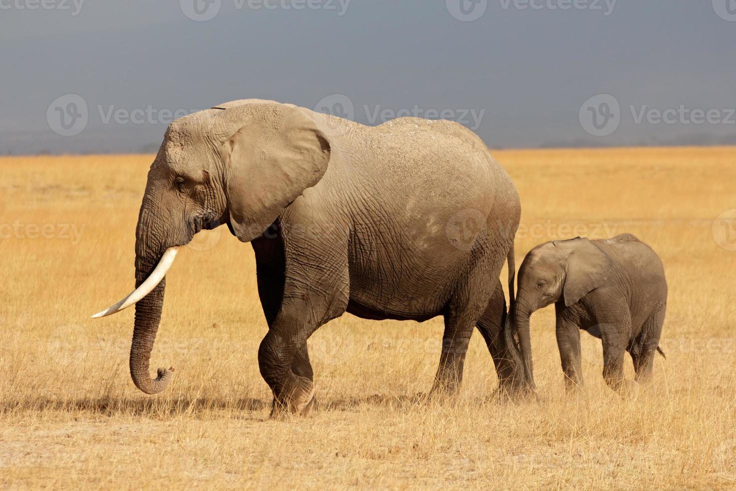 Afrikaanse olifant met kalf foto