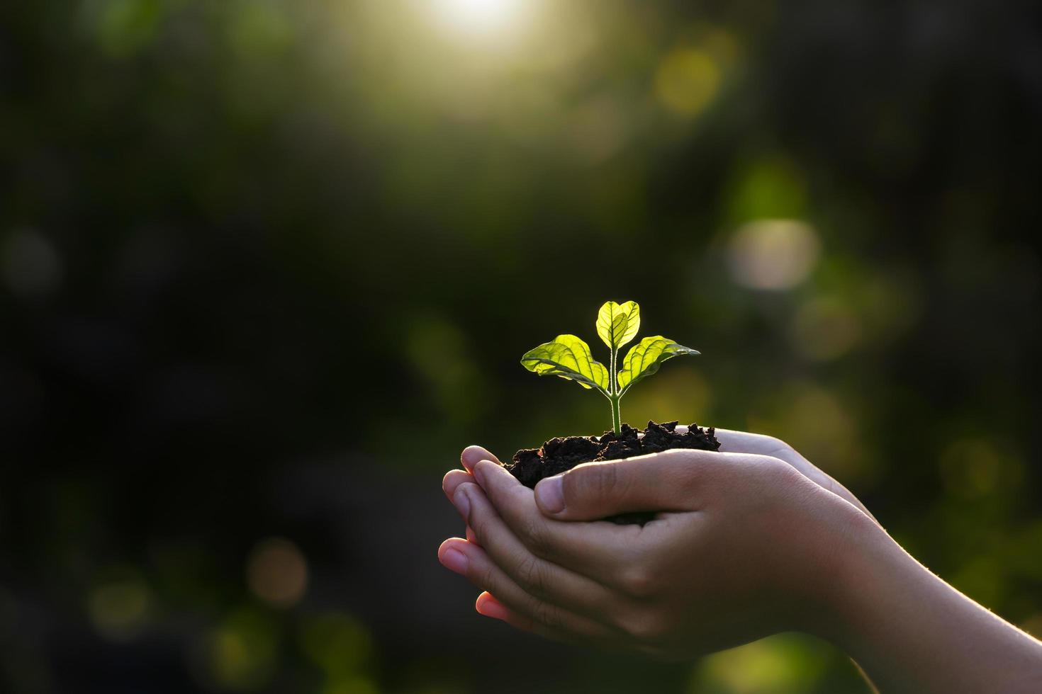 close-up hand met kleine boom om te planten. concept aarde dag foto