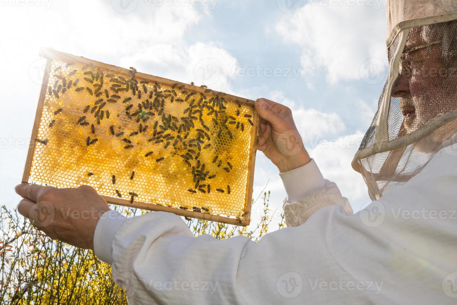 imker houdt honingraat van een bijenkorf tegen de zon foto