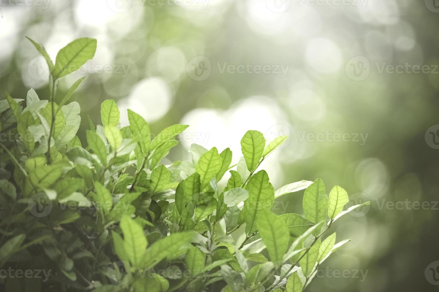 mooie groene natuurlijke achtergrond, close-up van verse groene bladeren onder zonlicht in de vroege ochtend. groene bladplant in de zon, lentedag ochtendbehang foto