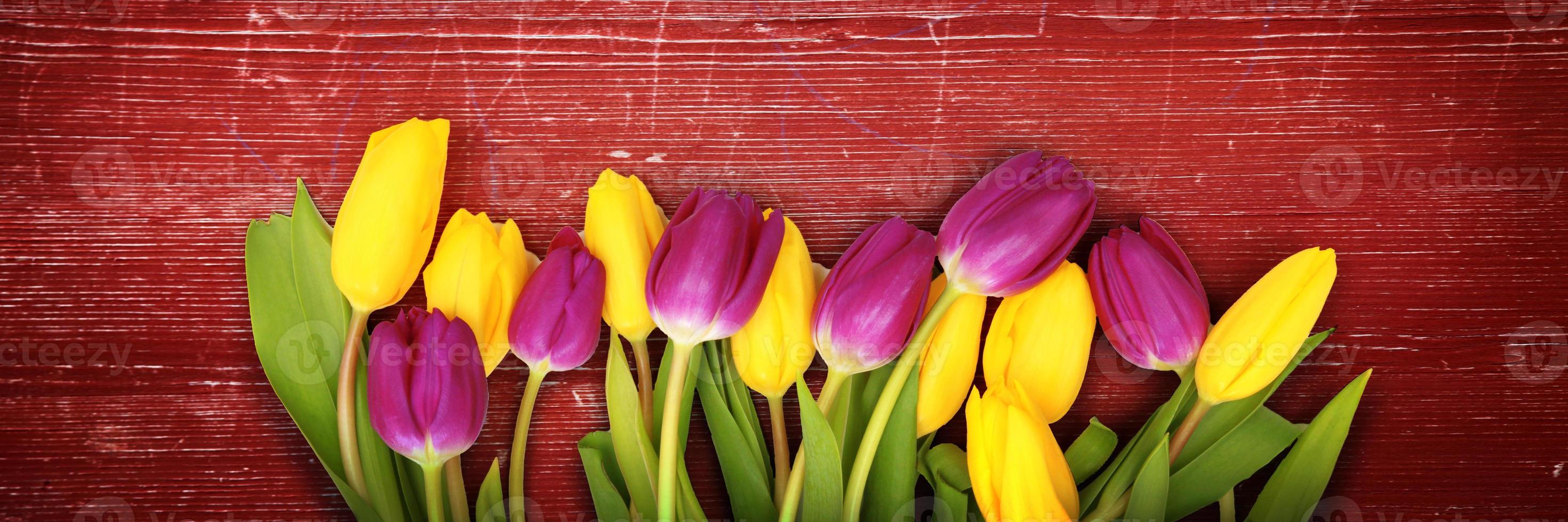 mooie tulpen. lente natuur achtergrond voor webbanner en kaart ontwerp. foto