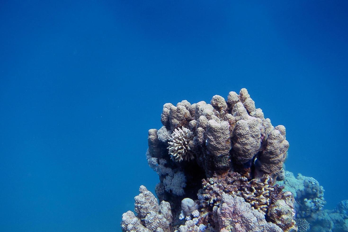 koraal en blauw water foto