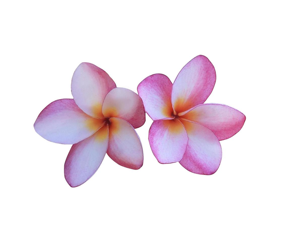 plumeria of frangipanibloem. close-up roze-paars mooi bloemboeket geïsoleerd op een witte achtergrond. foto