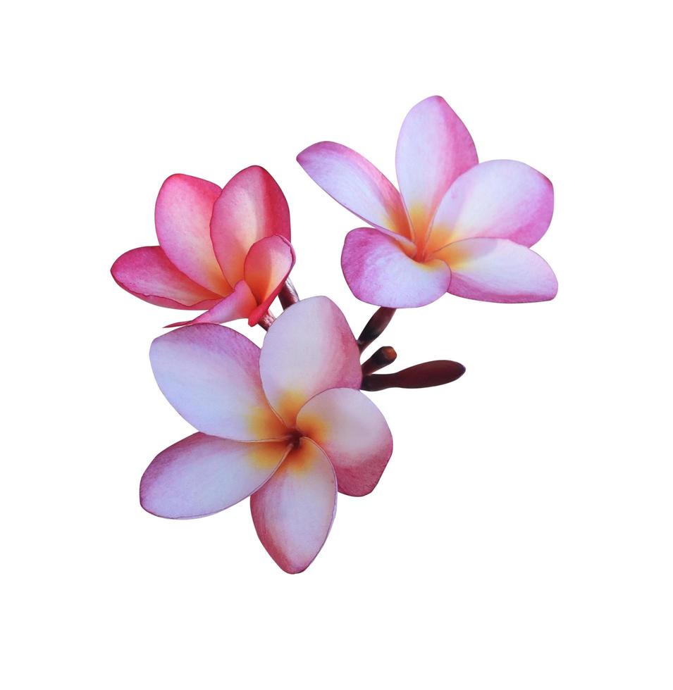 plumeria of frangipanibloem. close-up roze-paars mooi bloemboeket geïsoleerd op een witte achtergrond. foto