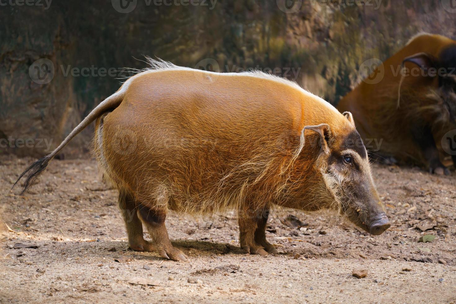 red river hog foto