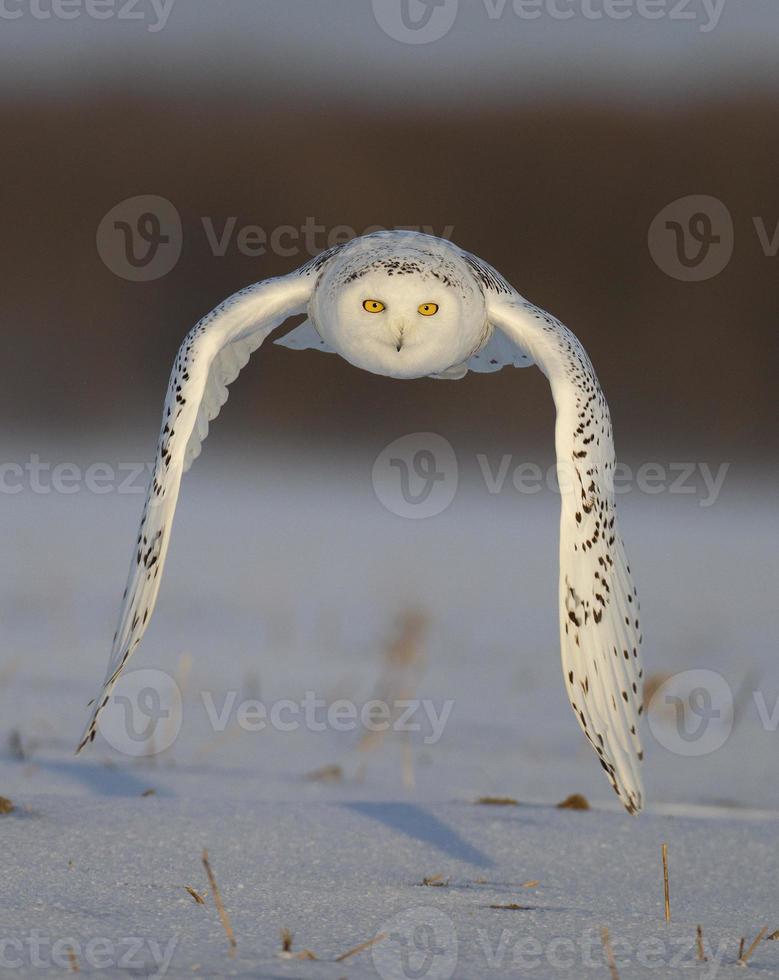 vliegende sneeuwuil foto