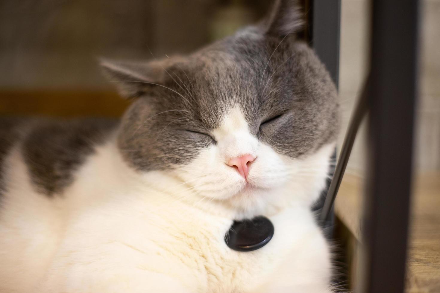 een mooie huiskat rust in een lichte warme kamer, een grijze kortharige kat met groene ogen die naar de camera kijkt foto