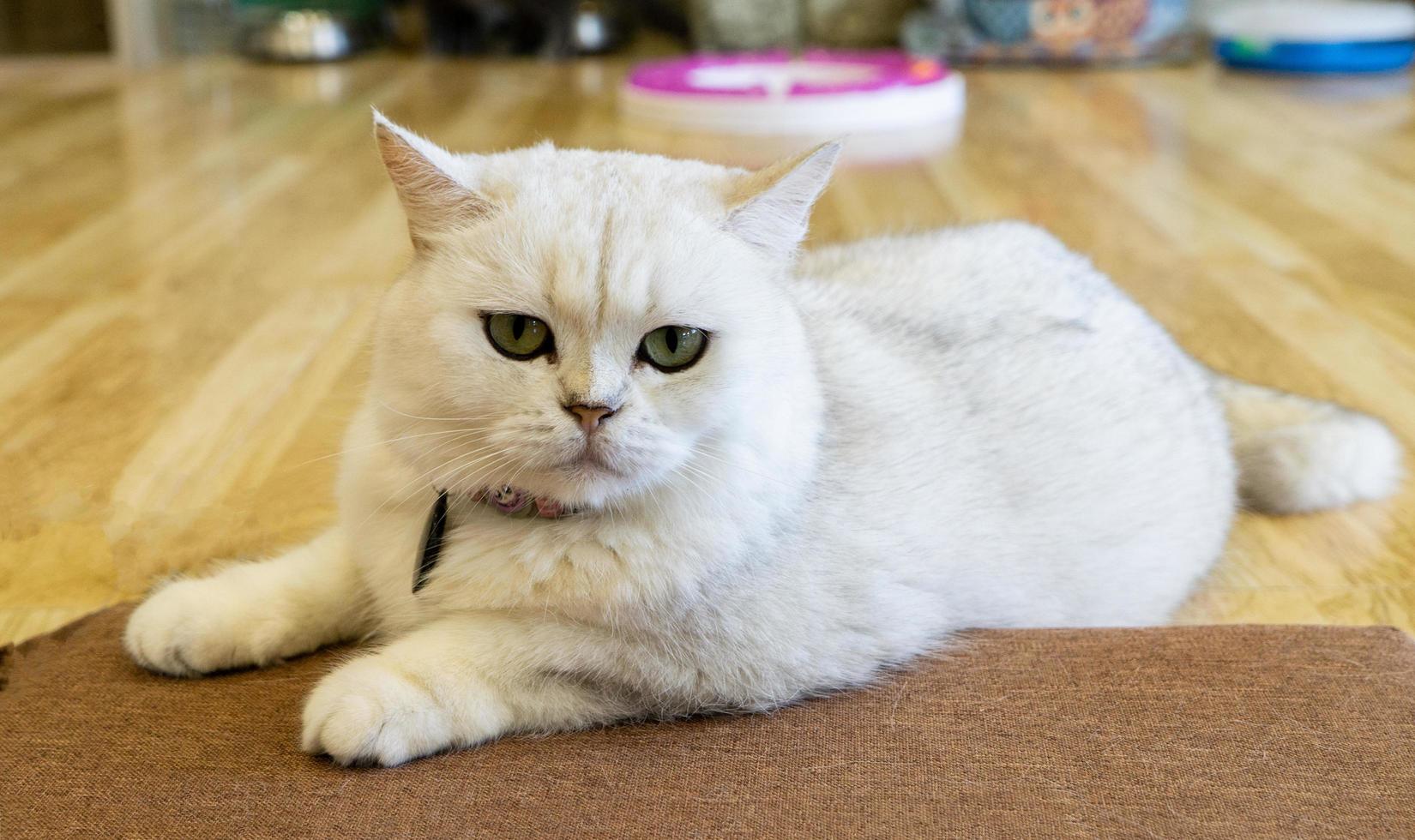 een mooie huiskat rust in een lichte warme kamer, een grijze kortharige kat met groene ogen die naar de camera kijkt foto