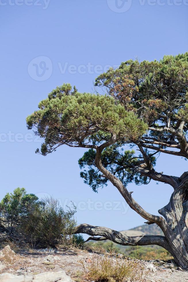 een dennenboom in de bergen van de Kaukasus voor de kust van Anapa, Rusland foto