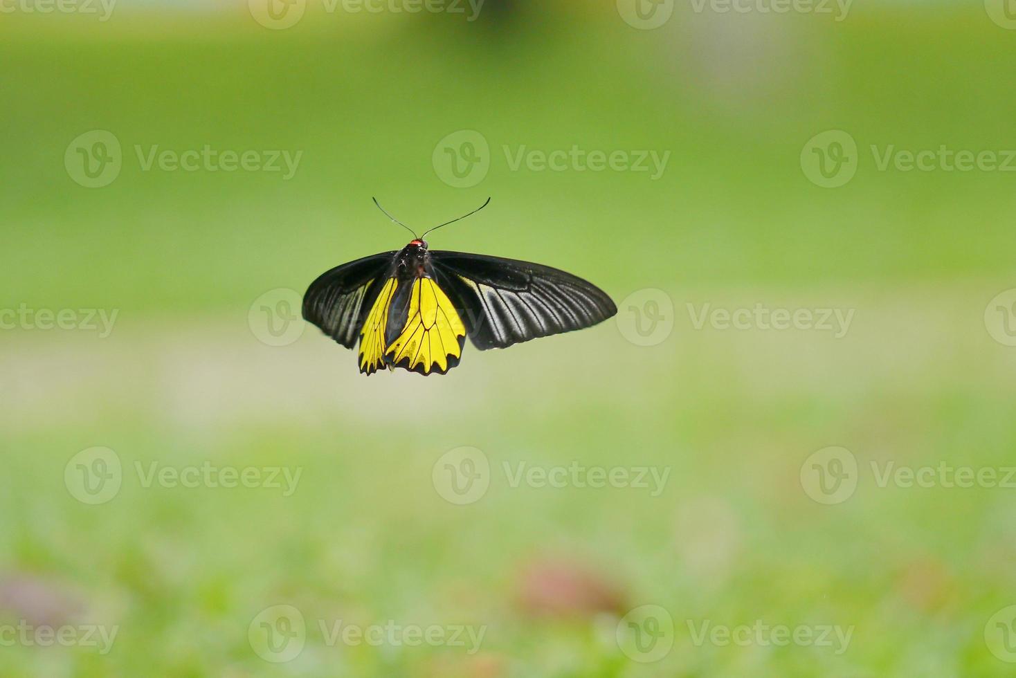 vlinder nr.5 foto