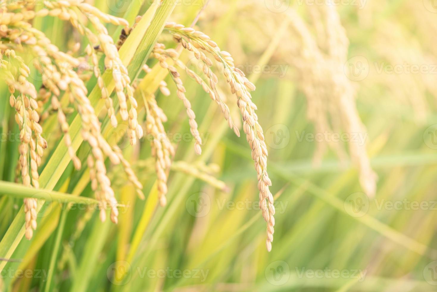 gele rijstveld zwaaiend over zonsondergang dagtijd in Azië. rauwe korte korrel rijst gewas stengel, oren details, biologische landbouw landbouw concept, close-up. foto