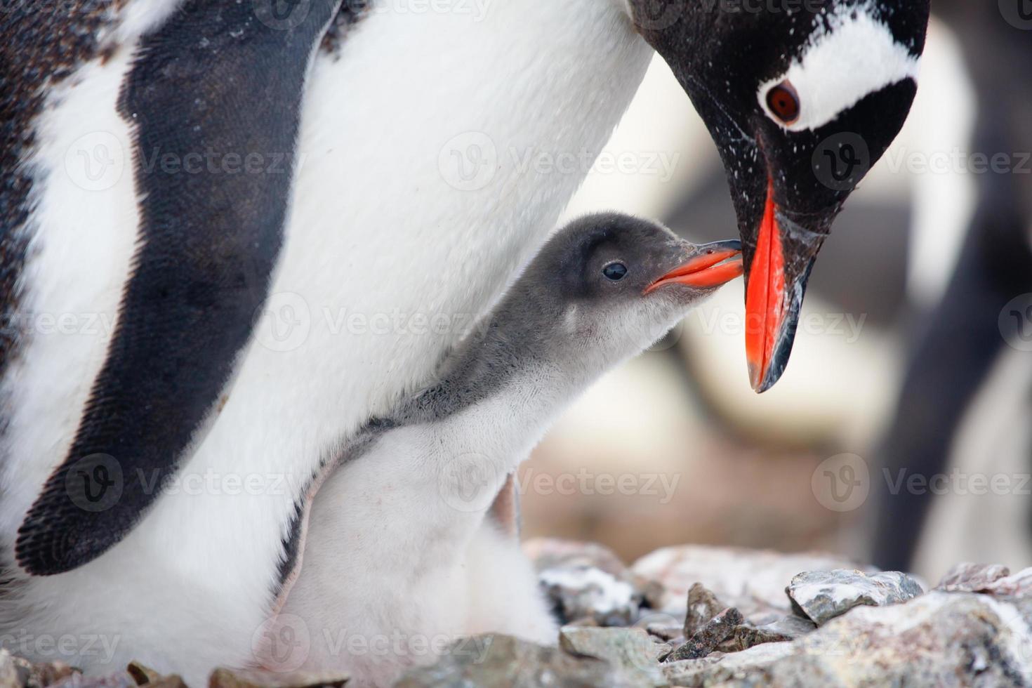 liefhebbende moederpinguïn krijgt hapjes van de baby foto