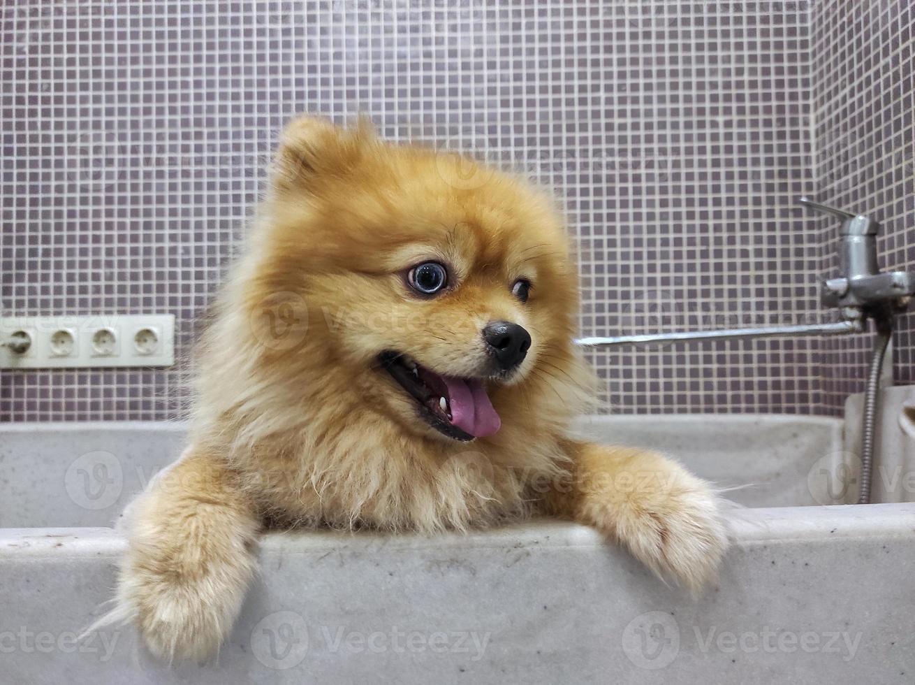 hond spitz in een bad om te wassen. honden trimmen foto