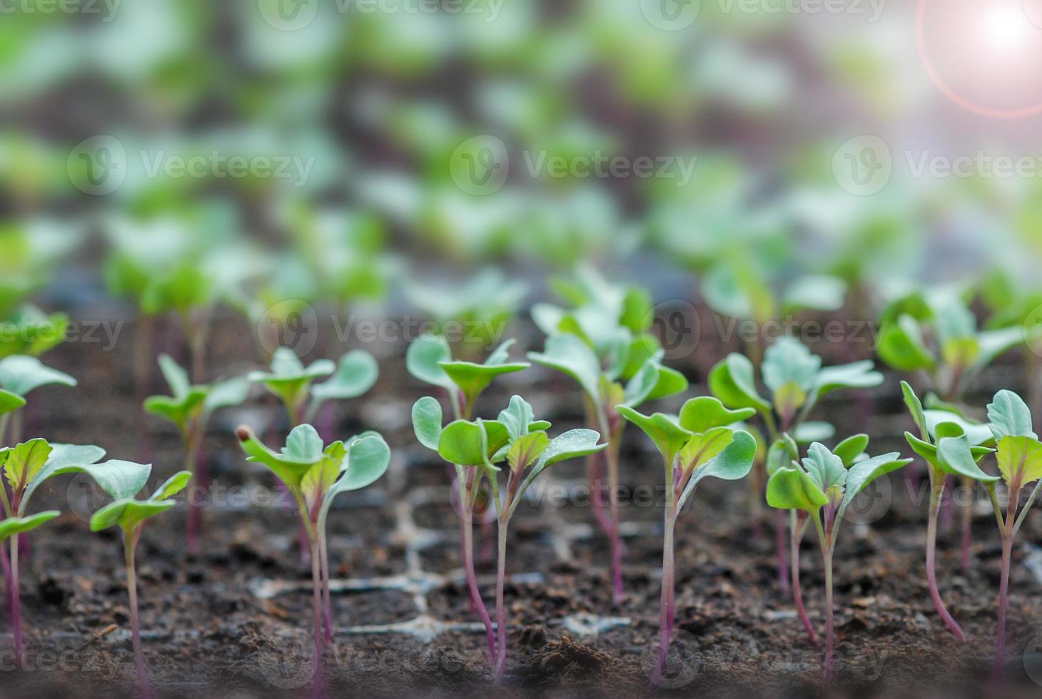 rijen ingemaakte zaailingen en jonge planten, selectieve focus foto