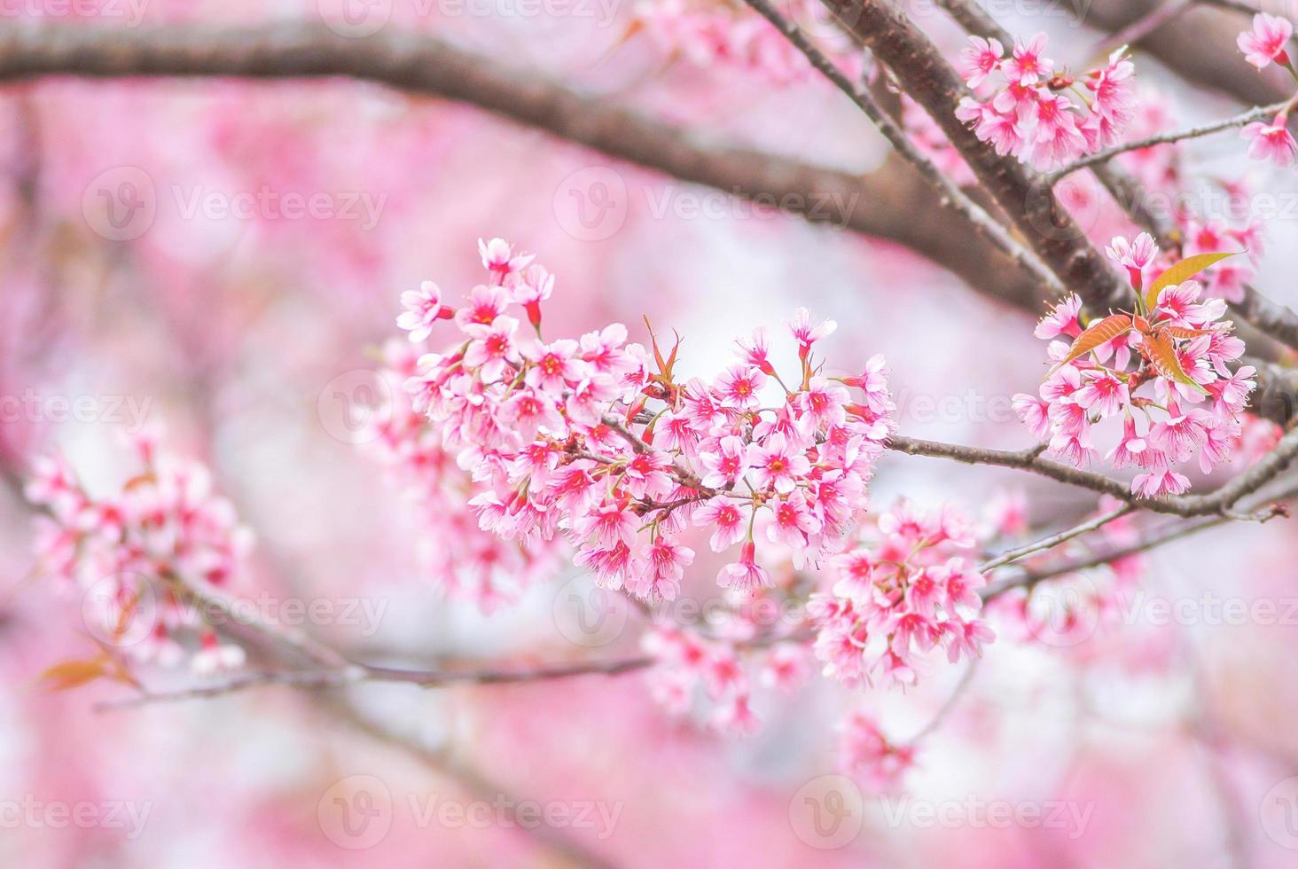 kersenbloesem in het voorjaar met zachte focus, ongericht wazig lente kersenbloei, bokeh bloem achtergrond, pastel en zachte bloem achtergrond. foto