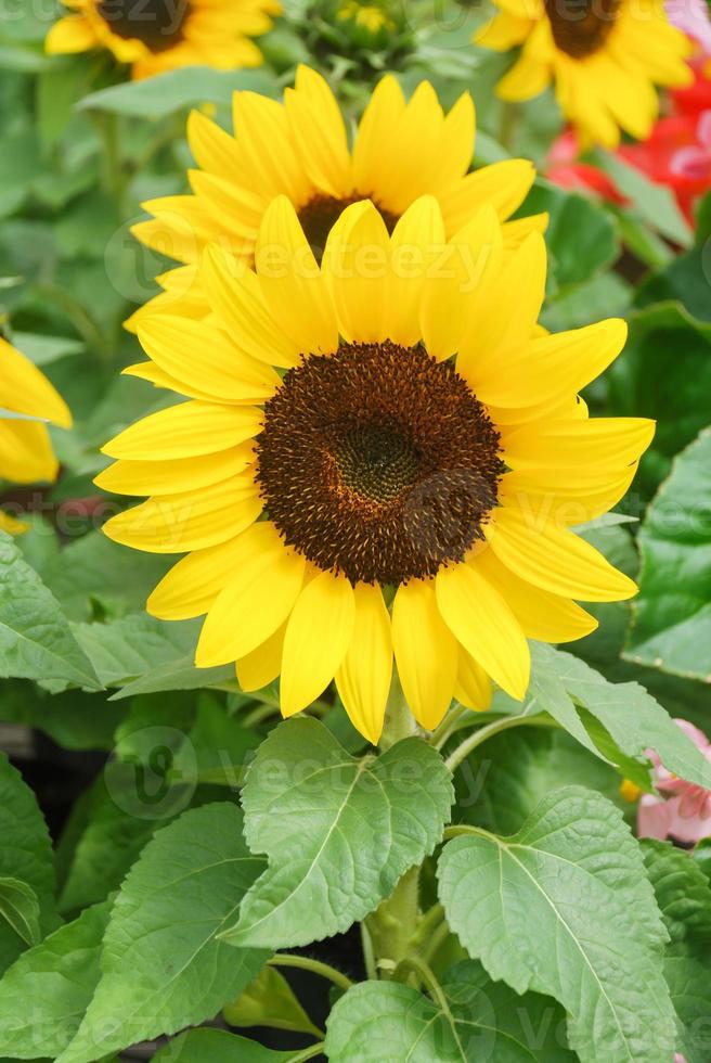 helianthus annuus, kleine zonnebloemen in pot. kleine bloemgrootte foto