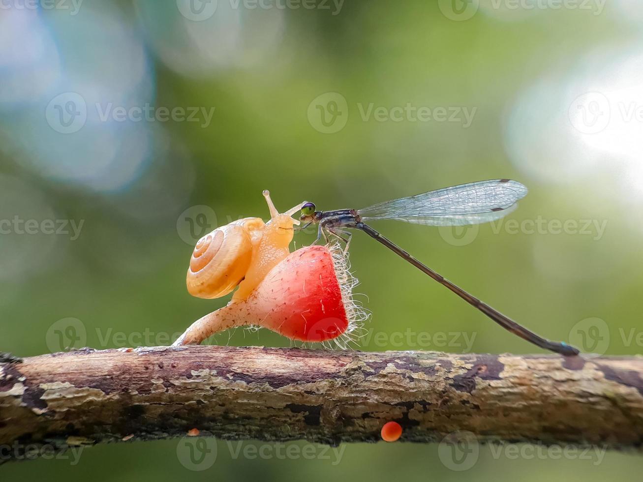 slakken op paddenstoelen en libellen tegen een natuurlijke achtergrond foto