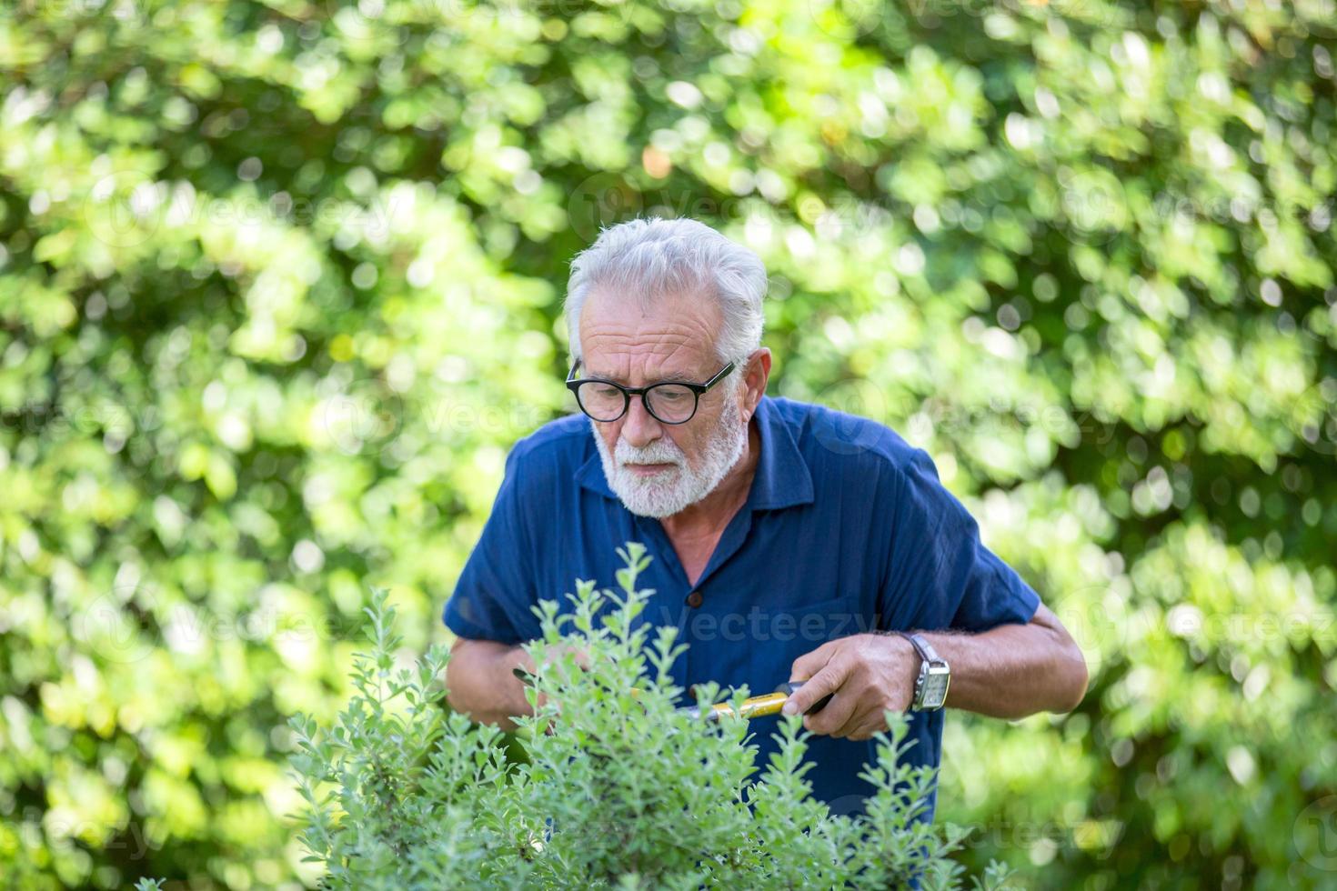 oudere man met grijs haar opnieuw geprobeerd struiken in de tuin te knippen. foto