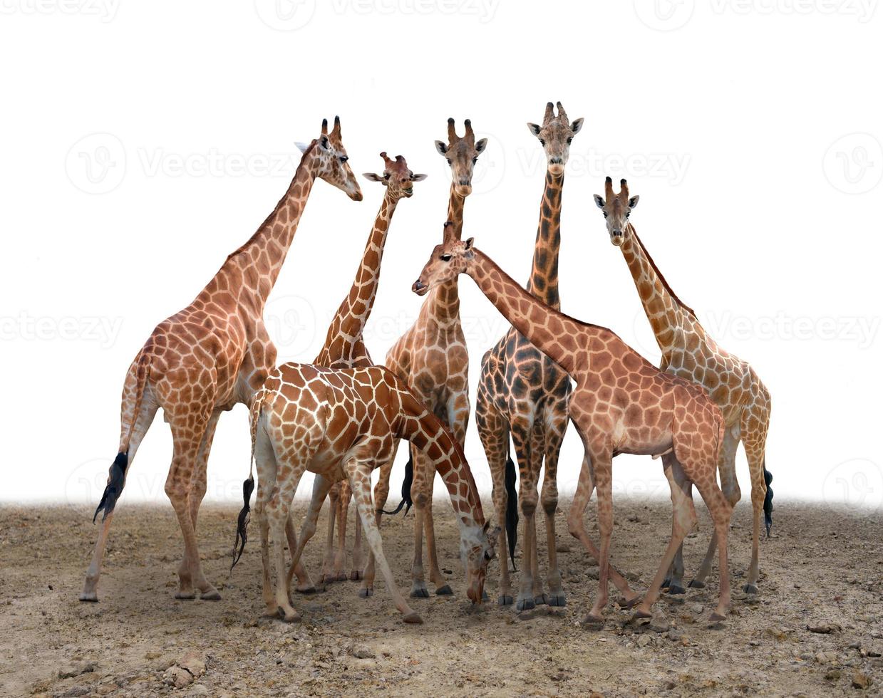 groep giraf die op de grond staat foto