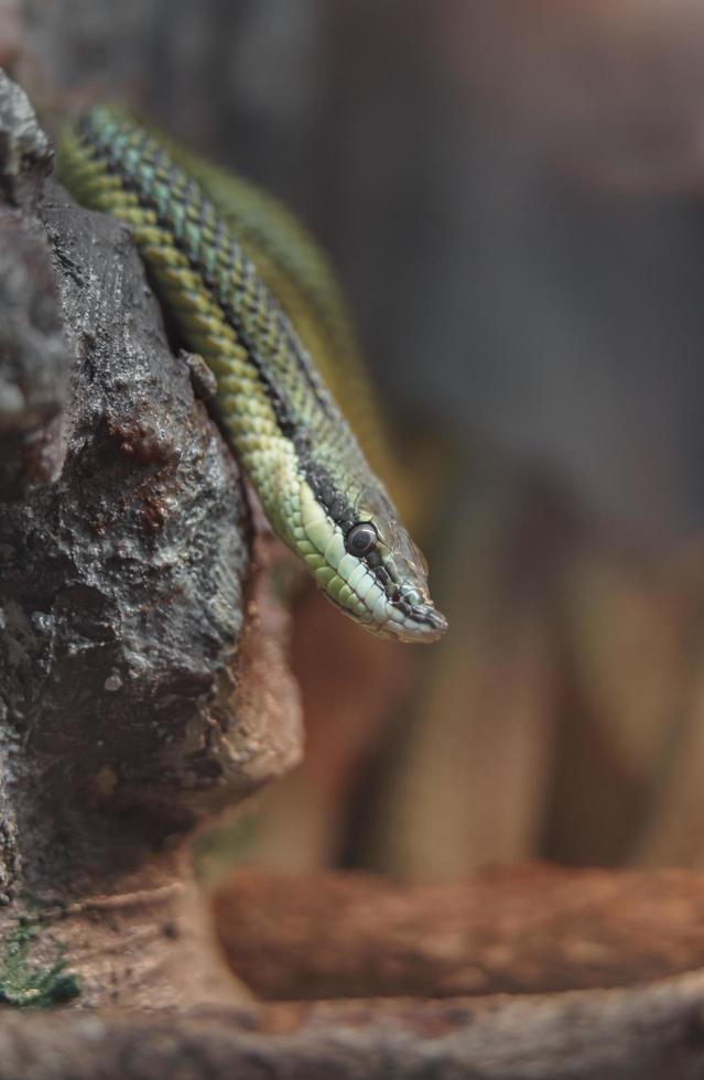 baron's groene racer foto