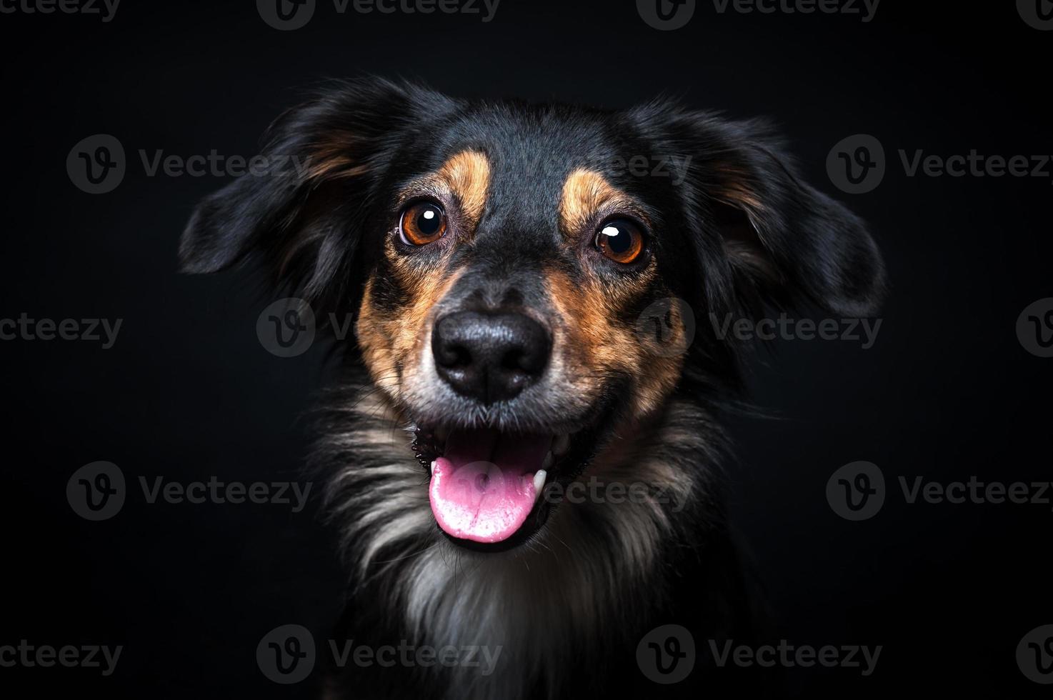 portret van border collie geïsoleerd op zwarte achtergrond foto