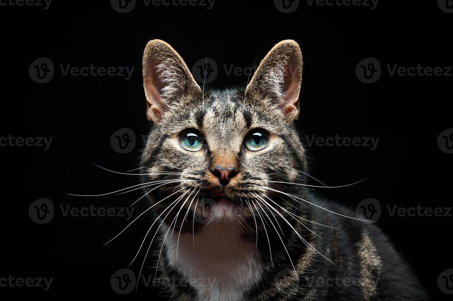 volbloed volwassen kat, gefotografeerd in de studio op een zwarte achtergrond. foto