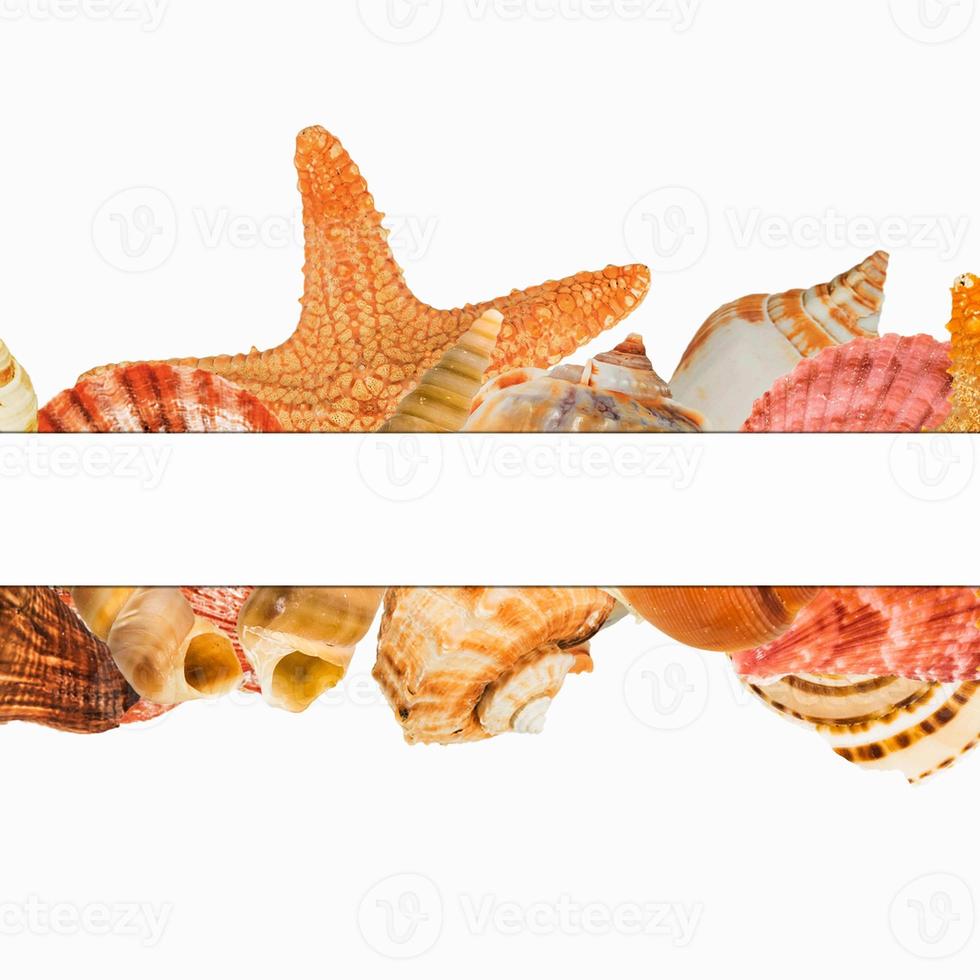 Zeeschelpdieren geïsoleerd op witte achtergrond foto