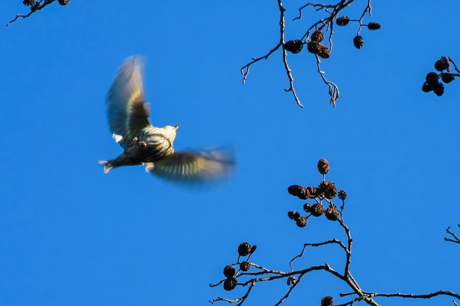 sijs tijdens de vlucht foto