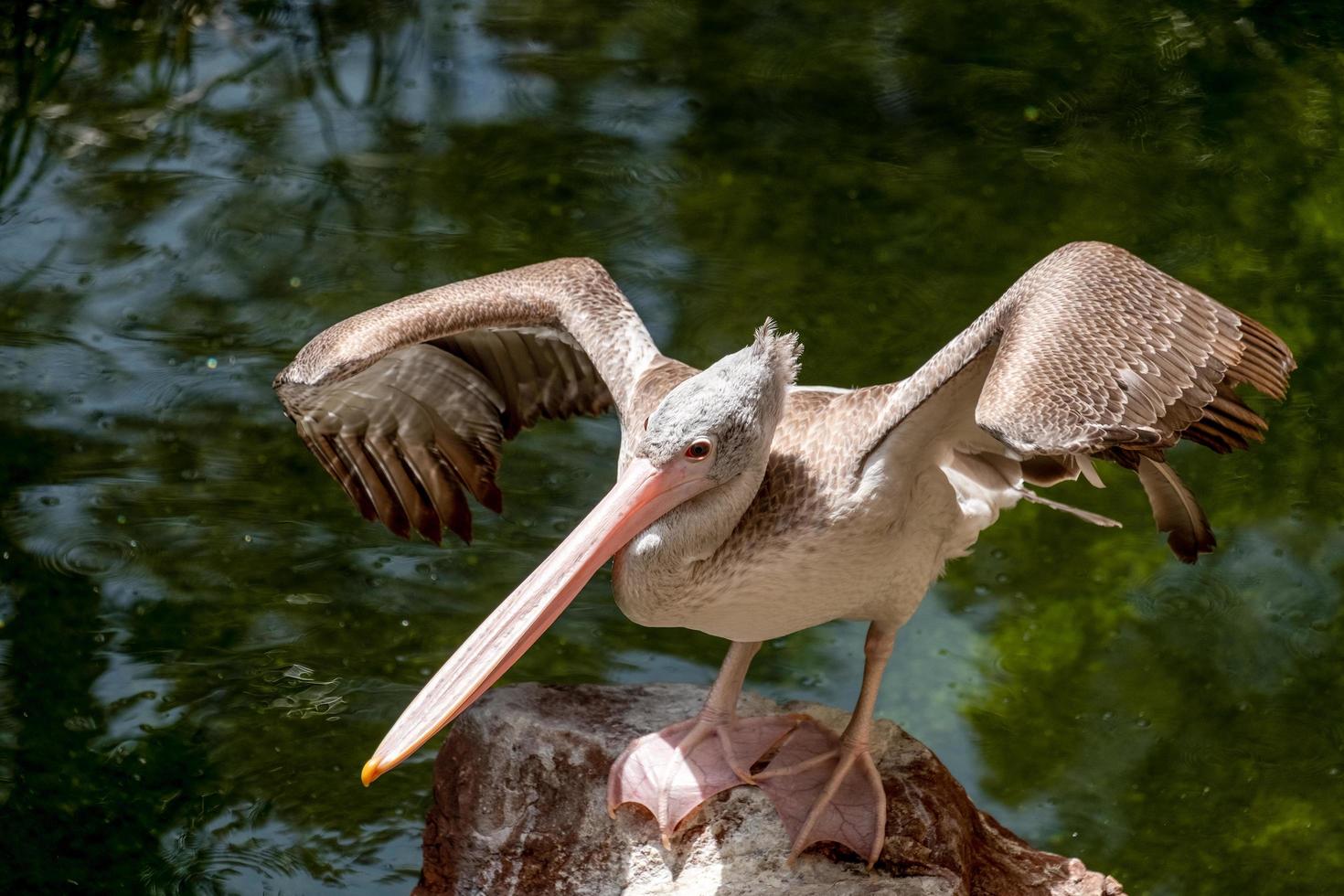 fuengirola, andalusië, spanje, 2017-spot-billed pelikaan bij het bioparc foto