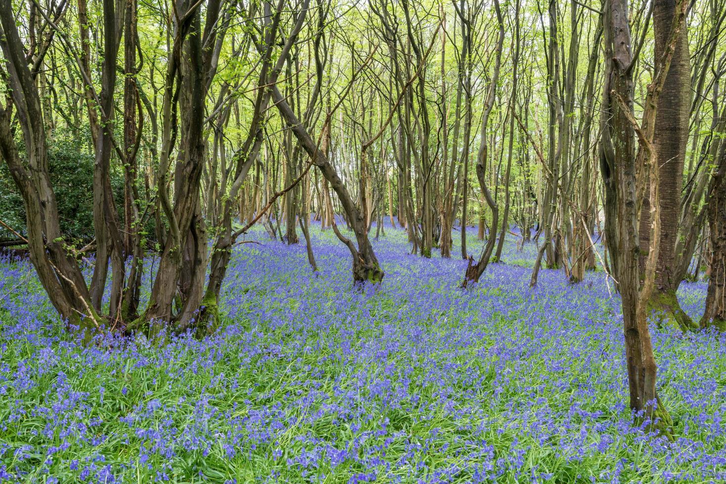 sussex hyacinten bloeien in de lente foto