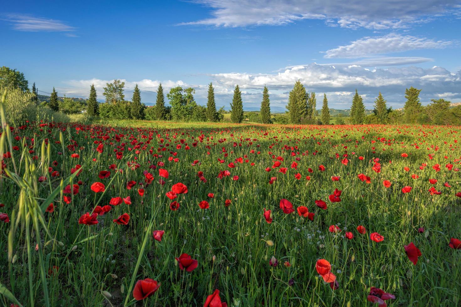 papaverveld in toscane foto