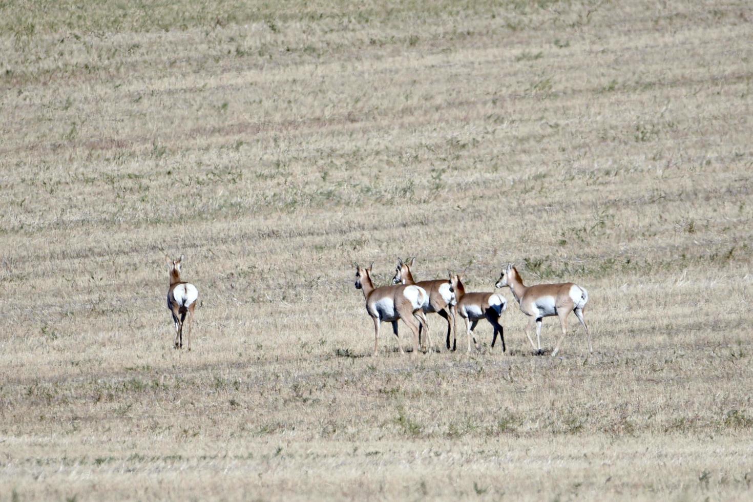 een kudde antilopen die op de prairie van Saskatchewan loopt foto