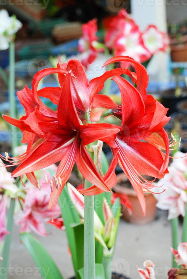 amarylis bloem, volle bloei in een tropische botanische tuin. hippeastrum amaryllis foto