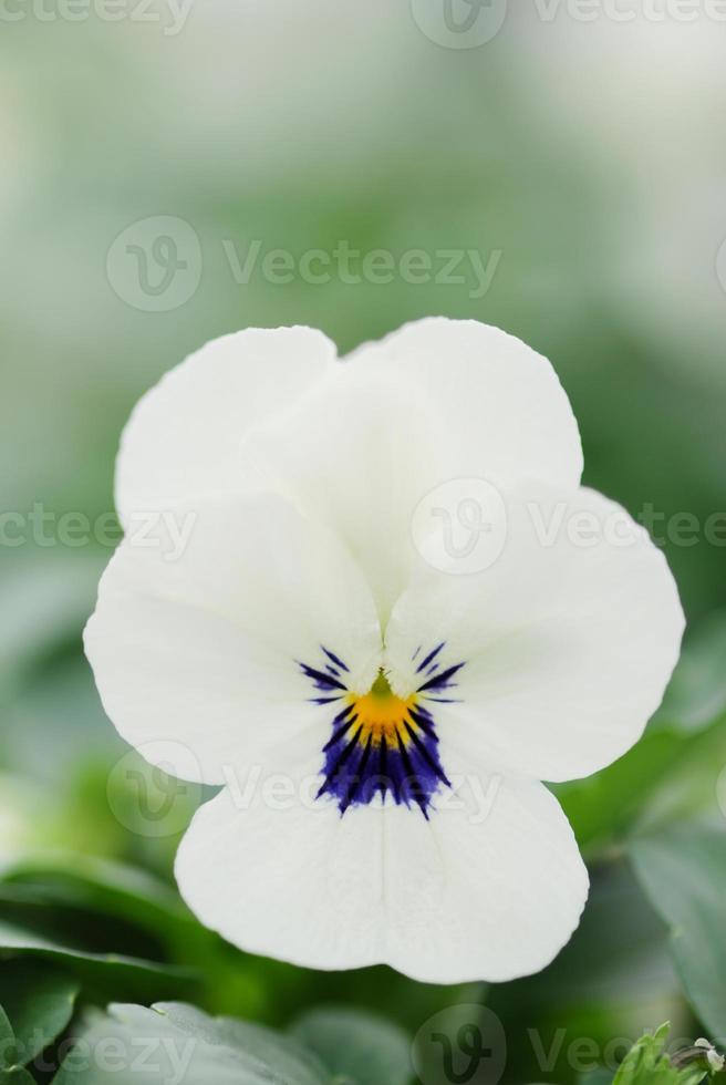 witte en zwarte bloem viooltjes close-up van kleurrijke viooltje bloem foto