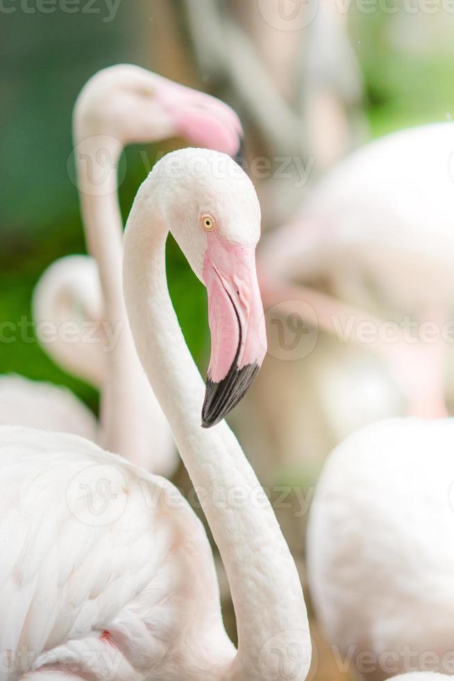 roze flamingo-close-up, het heeft een prachtige verenkleuring. grotere flamingo, phoenicopterus roseus foto