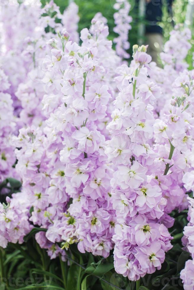 matthiola incana bloem, voorraad bloemen, snijbloemen in de kinderkamer, volle bloei foto