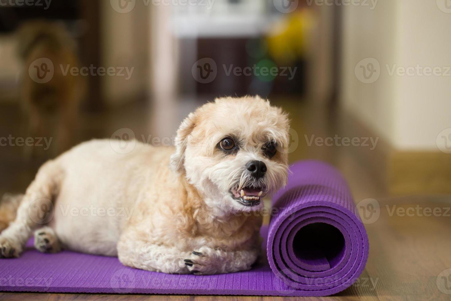 hond op yogamat foto