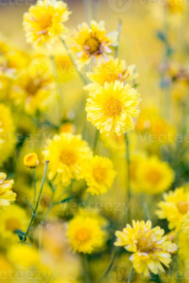 gele chrysantenbloemen foto